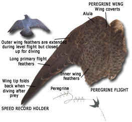 The Catskills mountains: a field guide - Peregrine Falcon